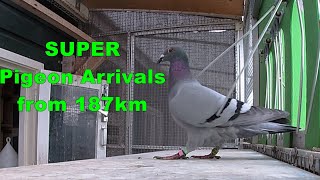 SUPER PIGEON ARRIVALS FROM 187KM