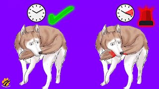 Why Dog Chases Their Tail?? is it Dangerous? Net Worth
