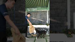 Training Pitbull Mr.vani