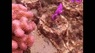 Cultured Coral Farm (Part 5)