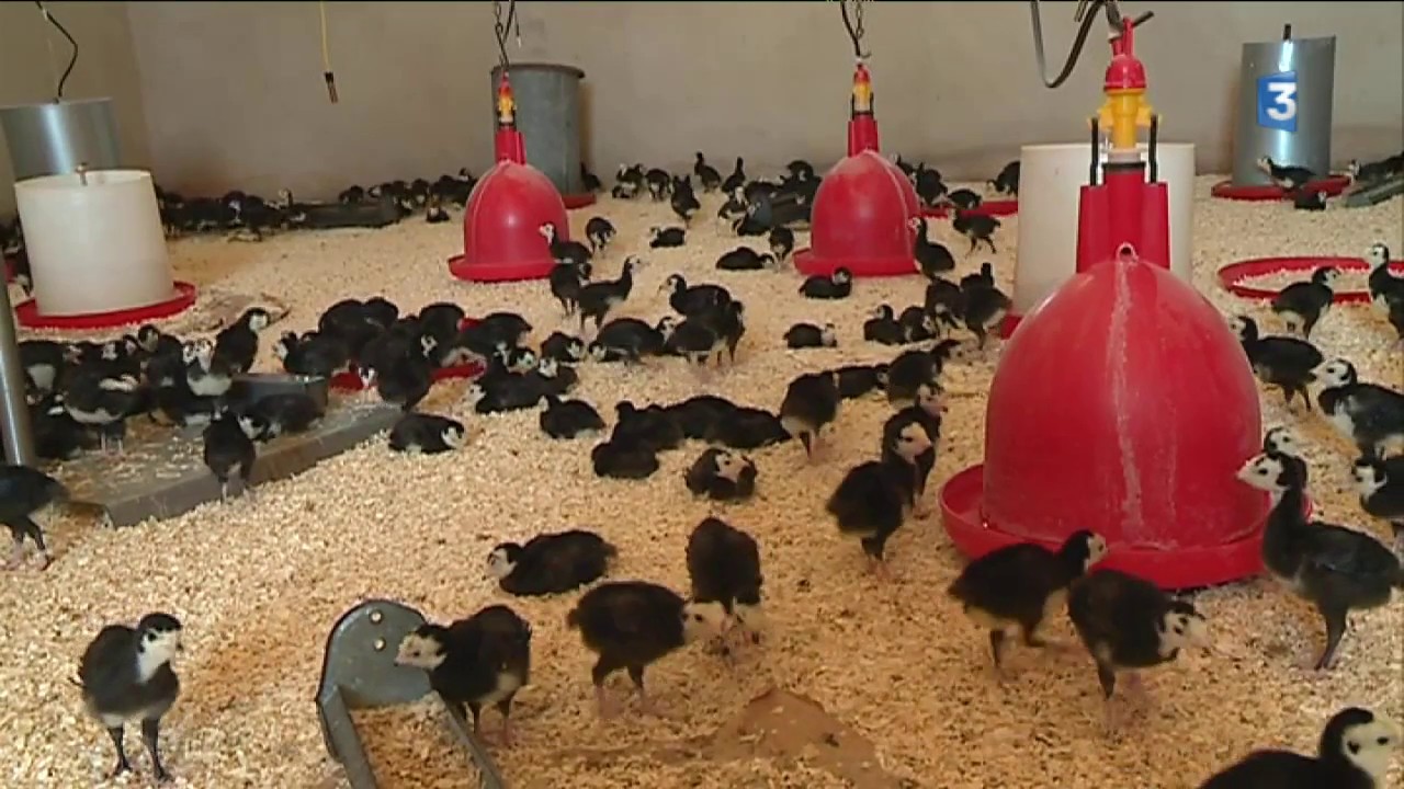 Noël : de la ferme à votre assiette, suivez le parcours des dindes de Bresse ! - Episode 1