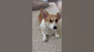 Knock Knock Joke Shorts Dogs 