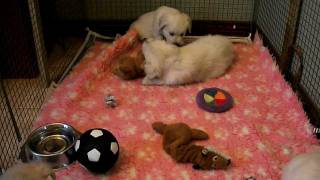 Skye pups 8 015.avi