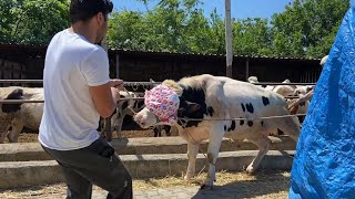 BULL RUNNING FROM BARN