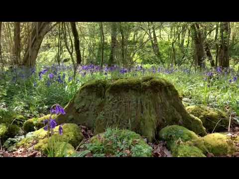 Pallinghurst woodlands in deep Spring