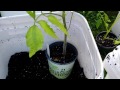 Beginning of video