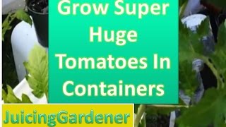 How to Plant Tomato Seedlings to Grow SUPER Huge Tomatoes in Containers