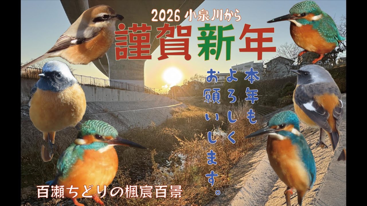 初日の出今年もよろしく野鳥たち　2026元旦小泉川