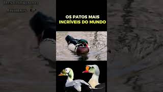 OS PATOS MAIS RAROS DO PLANETA. #descobrindoanimais #faunabrasileira #selvagens