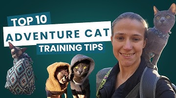How to train an Adventure Cat - Top Tips!