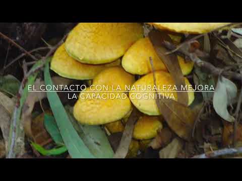 Beneficios de conectar a los ninos con la naturaleza