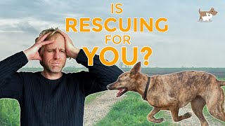 The issues I faced rehoming a rescue dog - would I recommend it? by Nigel Reed 2,265 views 1 year ago 6 minutes, 19 seconds