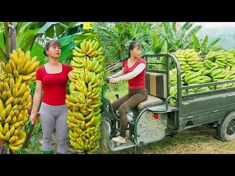 زن کشاورز توقف ناپذیر سفر یک روز سخت برداشت موز برای فروش در بازار روستایی