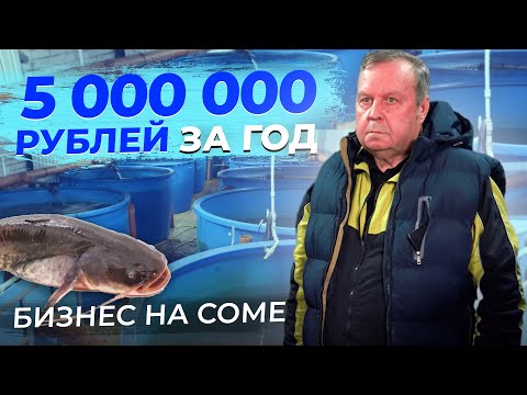 ЗОЛОТАЯ ЖИЛА. Сколько Денег ЗАРАБАТЫВАЕТ ФЕРМЕР? Разведение Сома на Рыбоводной ФЕРМЕ УЗВ