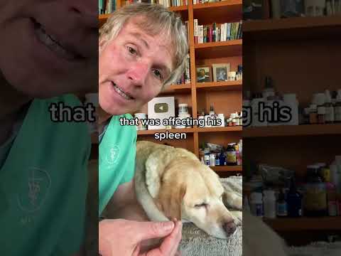 Video: Ett ansvarsfullt beslut av hans ägare hjälpte denna hunden hitta hem igen efter två år