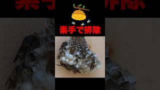 【勇者】蜂の巣を素手で叩く【驚愕】Remove a beehive with your bare hands  #蜂 #蜂の巣