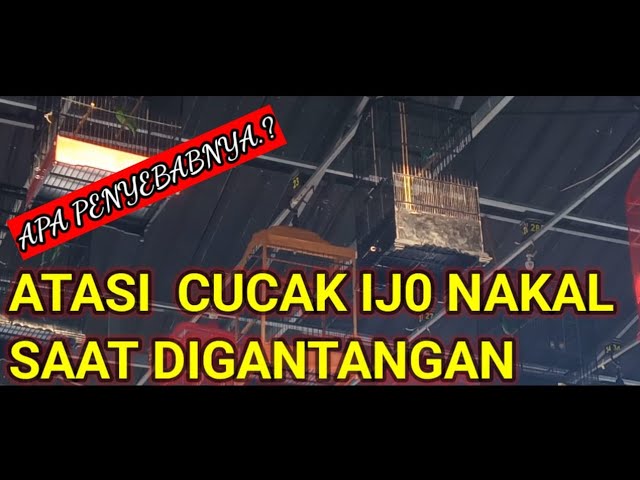 Penyebab cucak ijo nakal saat lomba ll Mengatasi ijo nakal digantangan class=