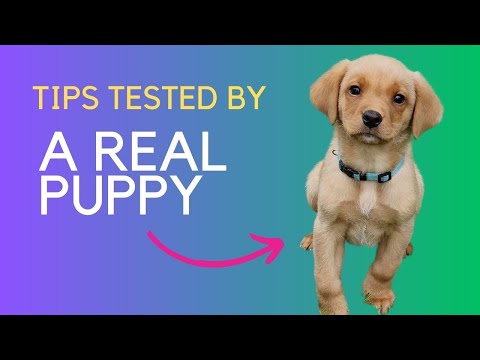 Video: Dog Proof Gardens - Sådan får du din hund og din have til at komme sammen
