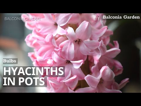 Video: Péče o hyacintovou nádobu – tipy pro pěstování hyacintu v květináčích