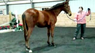 Afleet Alex Colt Bet On Me Joe Photo 3 Jo Pa