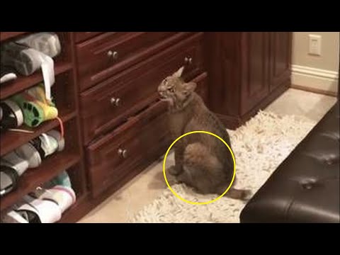 Video: Canadisk gaupe - en katt som kan temmes