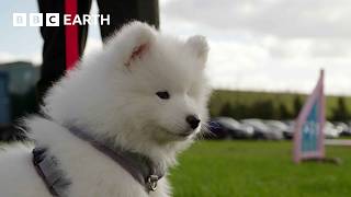 Stubborn Puppy Goes To Obedience Training | Wonderful World of Puppies | BBC Earth