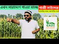 গাজী সাইলেজ। ফারমেন্টেশন ভুট্টার সাইলেজ নিয়ে হাজির বছরের প্রথমেই গাজী সাইলেজ!!