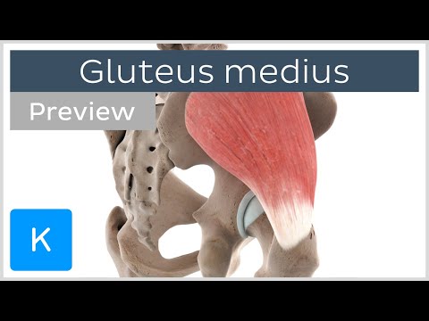 ग्लूटस मेडियस मांसपेशी के कार्य (पूर्वावलोकन) - 3डी मानव शरीर रचना विज्ञान | केनहुब
