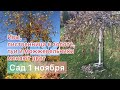 В саду 1 ноября 🍁 Золотая лиственница, можжевельники меняют цвет, ивы на штамбе 🍁