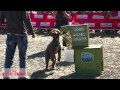 Perros al servicio de la sociedad - Eventos caninos Royal Canin