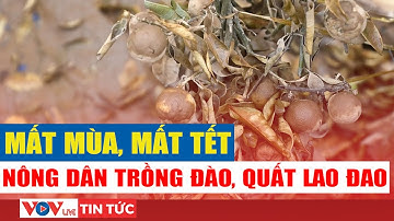 Đào Nhật Tân, Quất Tứ Liên khô héo sau ngập lụt: Nông dân mất trắng hàng tỷ đồng