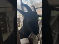 Goats eat everything