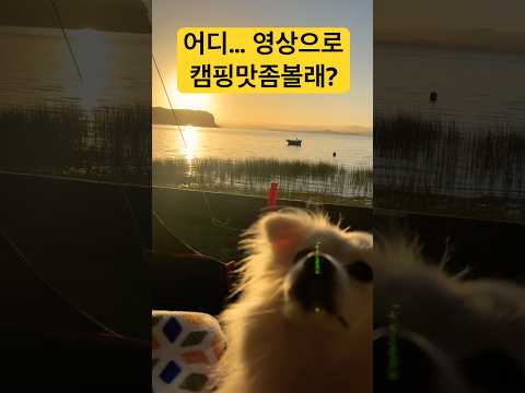 비디오로떠나는여행🎥 #뉴질랜드브이로그 #뉴질랜드일상