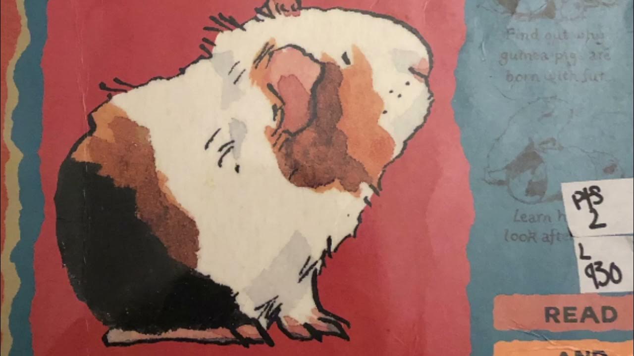 I love Guinea pigs read aloud YouTube