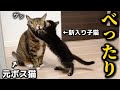 ついに大好きな先輩猫を見つけてしまった新入り子猫
