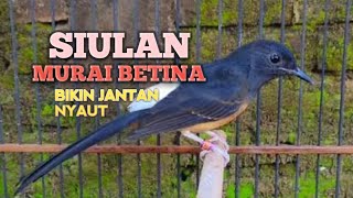 SUARA MURAI BATU BETINA MEMANGGIL JANTAN agar Emosi jadi NYAUT BUNYI BONGKAR MATERI ISIAN 