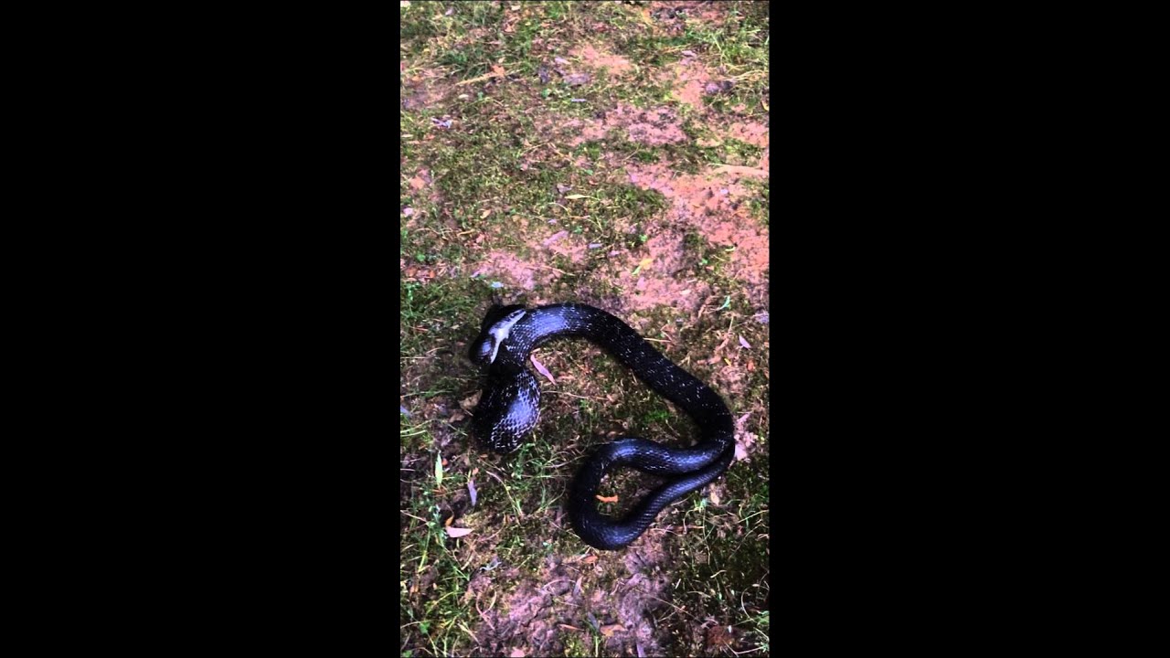 removal of fallopian tube Black Rat Snake Removal Alpharetta GA
