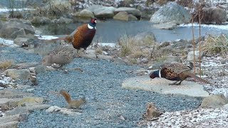 Ring-necked Pheasants ~ Classical Piano Music