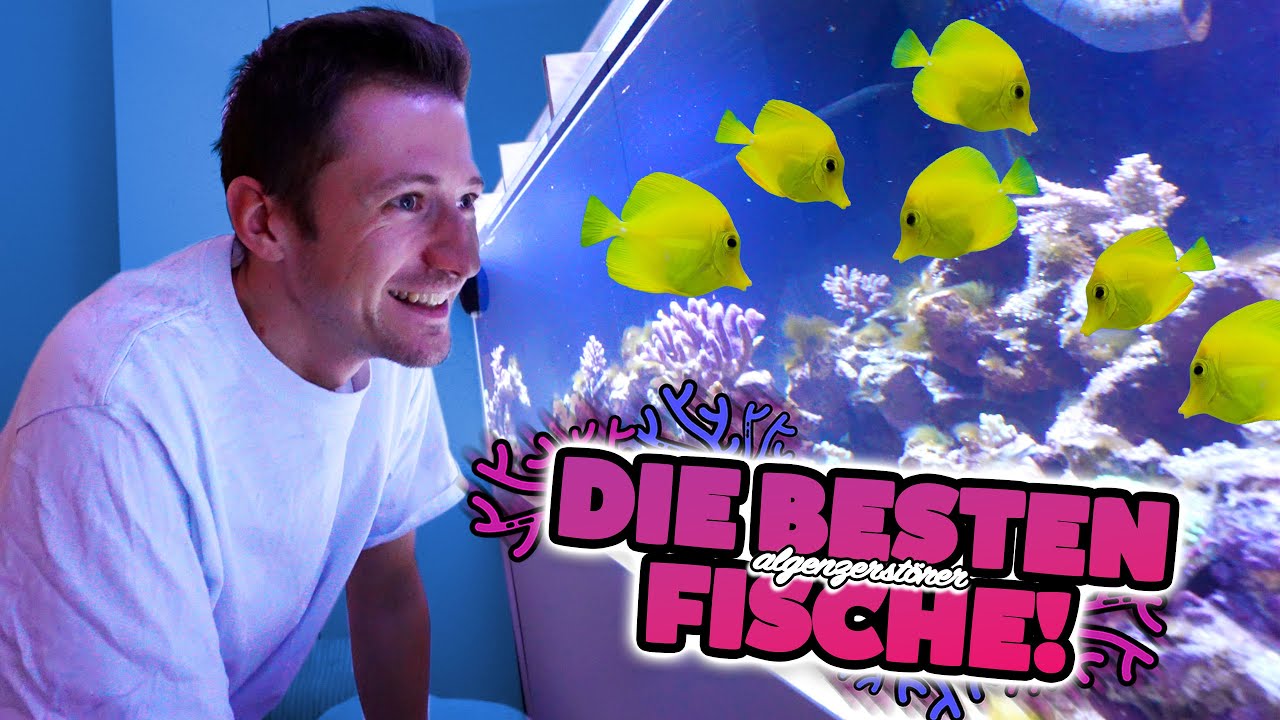 DOKTORFISCHE im MEGA AQUARIUM! 😍 🐠