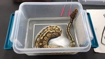How to get your stubborn Ball Python hatchlings to eat their first meal.