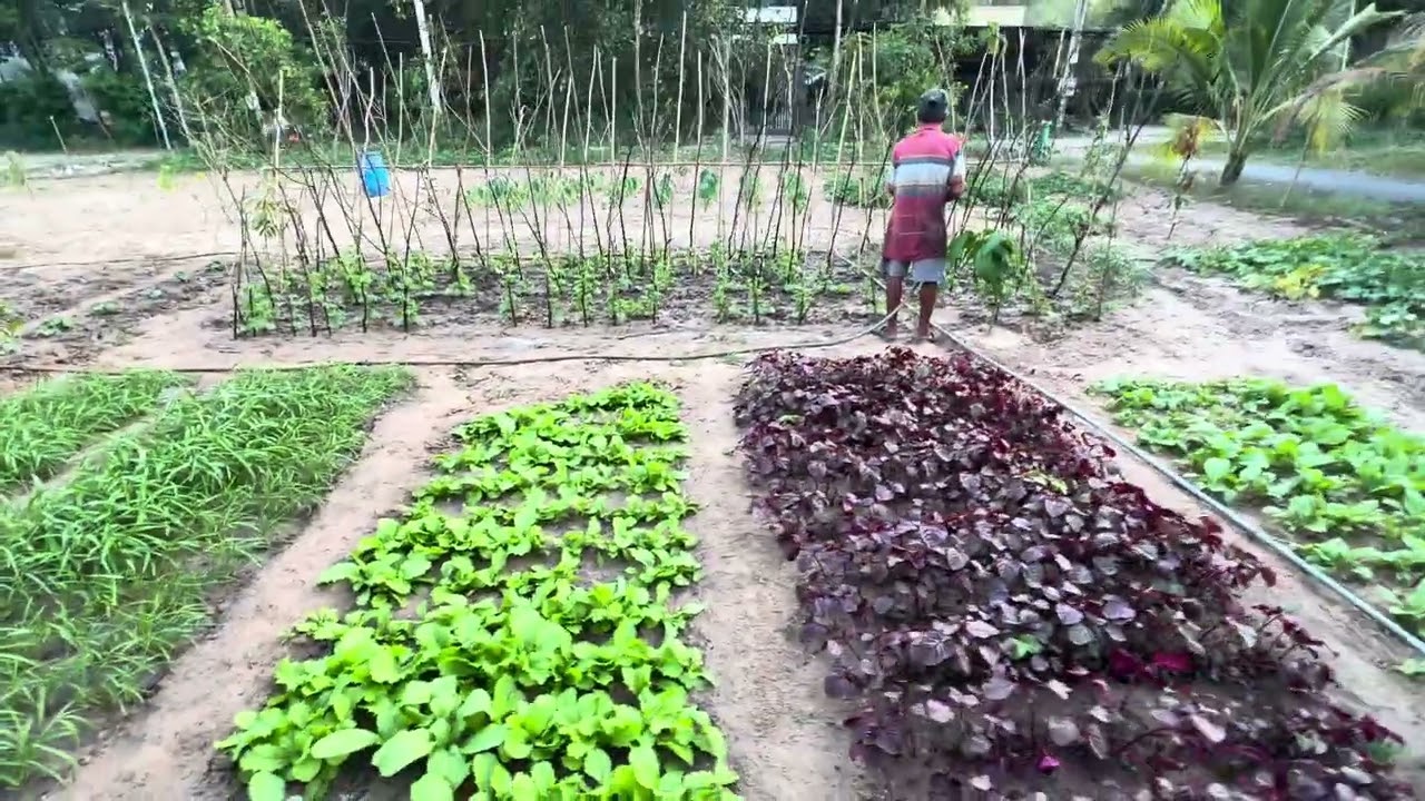 Vườn  nhà trồng 