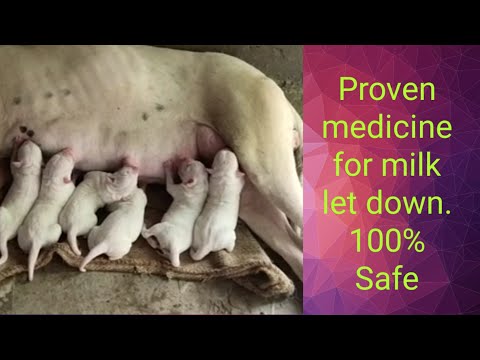 How to increase milk let down in female dog? Proven medicine. 100% safe. Suggestions by Dr.Mishra