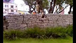 Le Parkour - Monkey