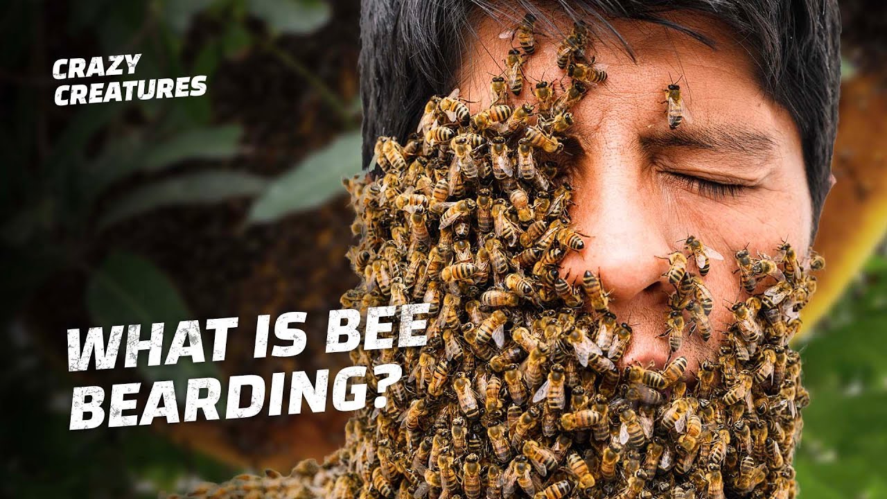 Why Is This Man Covered in Bees? YouTube
