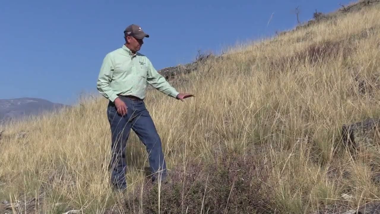 Winter Annual Grasses & Noxious Weeds: Application Timing Overview