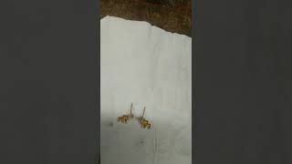 antinya bgus uga bwt mas kaein #jewelry #antingwanita #perhiasan #shortvideos #fypシ