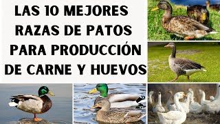 📢🤑Las 10 mejores razas de patos para producción de carne y huevos 2023📢🤑