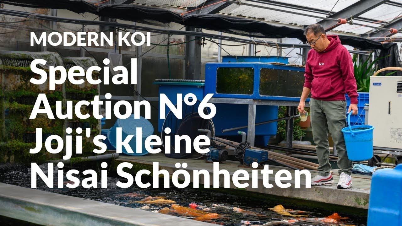 Alle Koi der Special Auction No. 6 im Detail erklärt | Konishi Koi News