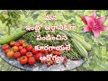 Colour Full Harvest || Fresh Tomatoes || Maa Brundavanam