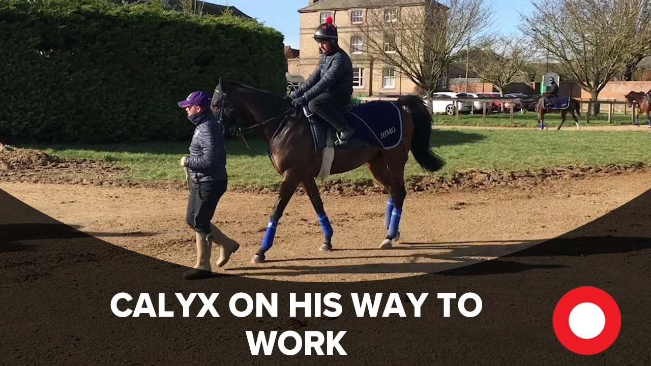 ascot racecourse wiki Calyx heads to Warren Hill